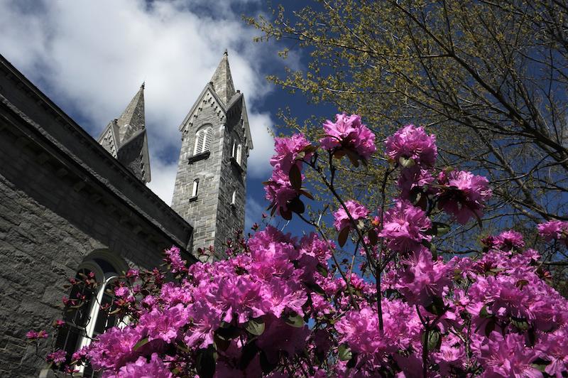 Flowering tree with Hubbard Hall